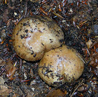 Cortinarius pseudosalor.